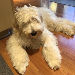 Australian Shepherd, Poodle, and Aussiedoodle All Grown Up from Sprout Creek Farms