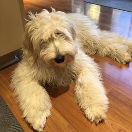Australian Shepherd, Poodle, and Aussiedoodle All Grown Up from Sprout Creek Farms