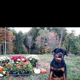 Rottweiler Puppies from Iron Clad Rottweiler
