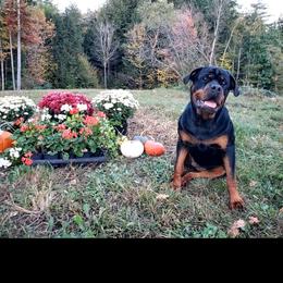 Rottweiler Puppies from Iron Clad Rottweiler
