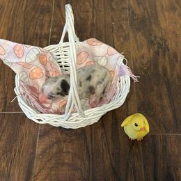 Girl 3 - Blue merle female Miniature Australian Shepherd puppy in Doddridge, Arkansas from Huddleston Farm
