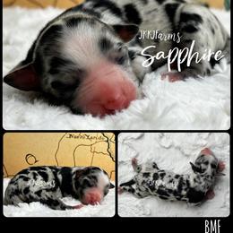 (7) Sapphire, BMF - Blue merle female Miniature American Shepherd puppy in Huntington, Texas from JKKJ Farms, LLC