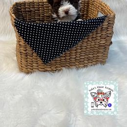 Madden - Parti male Yorkshire Terrier puppy in Dierks, Arkansas from Yorkie’s Klassie Kreations