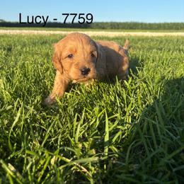 Boy 2 - 7759 - Apricot male Goldendoodle puppy in Wever, Iowa from JK Royal Lines