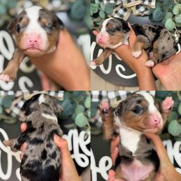 Two toe - Merle male Assorted Doodle Crosses puppy in Yuciapa, California from AlltheDoodlez_