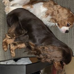 Cavalier King Charles Spaniels from BeSo Cavaliers & BeSo de Chocolate Cavaliers