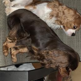 Cavalier King Charles Spaniels from BeSo Cavaliers & BeSo de Chocolate Cavaliers
