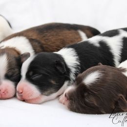 Havanese puppies from Grayfinn House