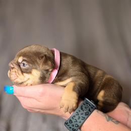 Queenie - Chocolate tri-color female Bulldog puppy in Burleson, Texas from Diamond Deluxx Frenchies