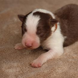 Brown Collar - Red male Border Collie puppy in Courtland, Alabama from C Bar C Ranch Border Collies