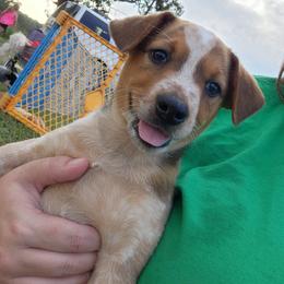Boy 5 - Red mottled male Australian Cattle Dog puppy in Bradford, Arkansas from Cedar Rock Heelers and Kelpies