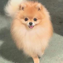 Nico - Pomeranian