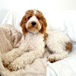 Henley - Poodle