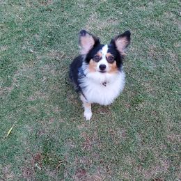 Barkley - Miniature Australian Shepherd