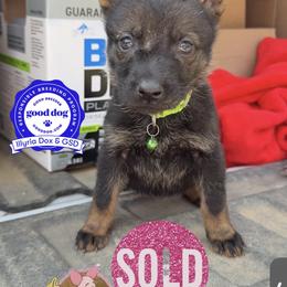 Piglet - Sable female German Shepherd puppy in Livingston, Kentucky from Illyria Dox & GSD