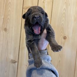Ocean - Blue male German Shepherd puppy in Watervliet, Michigan from M&M Shepherd Farms