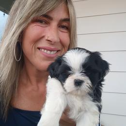 Black and white boy - Black and white male Shih Tzu puppy in Paradise, California from Richview Shihtzu