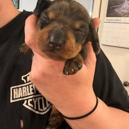 Blue Collar - Dapple male Dachshund puppy in La Pine, Oregon from RoseDox Dachshunds