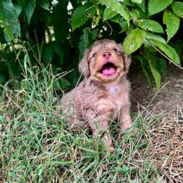 Brooks - Merle male Bernedoodle puppy in Warrensburg, Missouri from Dreamer Ridge Puppies