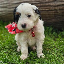 Knuckles- Red Collar - Tri-color male Bernedoodle puppy in Bonham, Texas from Happy Valley Puppies