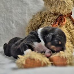 Manhattan   Boy3 - Black tri-color male Australian Shepherd puppy in Maryland from Lake Shore Australian Shepherds