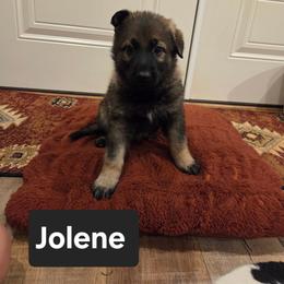 Jolene - Sable female German Shepherd puppy in Cave City, Arkansas from Bayou Valley Shepherds and American Hunt Terriers