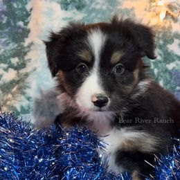 Miniature Australian Shepherd Puppies from Bear River Ranch LLC