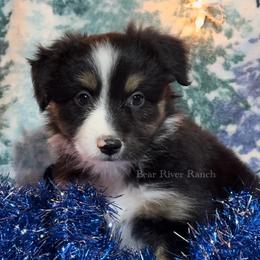Miniature Australian Shepherd Puppies from Bear River Ranch LLC