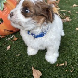 Hondo - Black and white male Havanese puppy in Four Corners, Florida from Charlie’s Havanese Angels