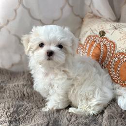 Damarian - White male Maltese puppy in Colorado Springs, Colorado from MiaMiaMaltese Colorado