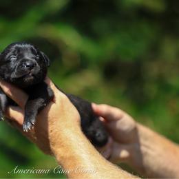 Capa - Black female Cane Corso puppy in Cable, Ohio from Americana Cane Corso