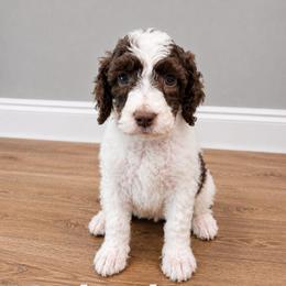 Woodstock - Parti male Poodle puppy in Dover, Delaware from Dogtastic Poodles