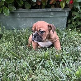 Dakota - Red female Bulldog puppy in Clarinda, Iowa from Stimson Bulldogs