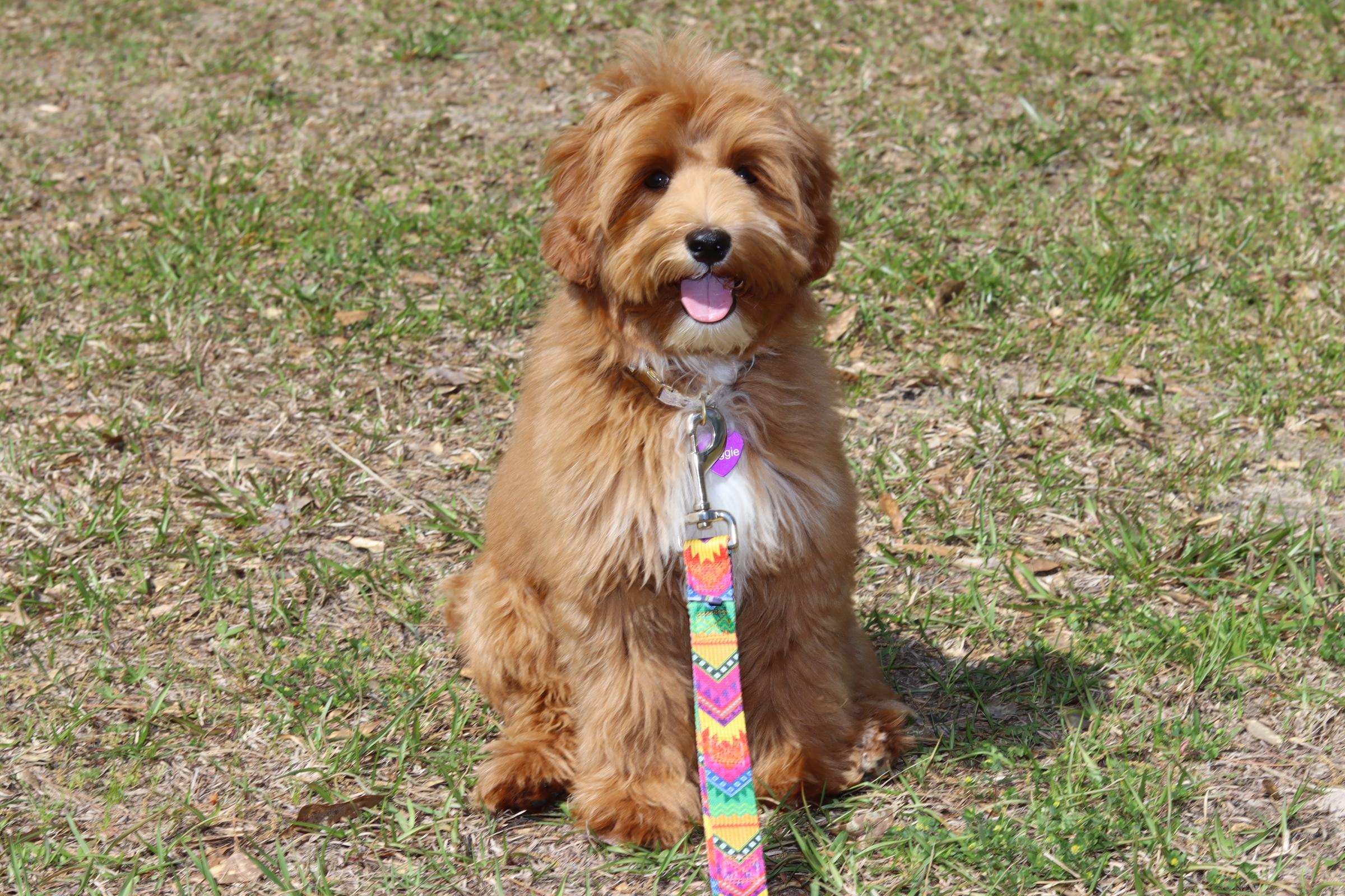 Maggie