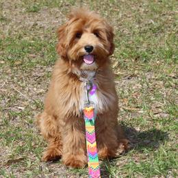 Maggie - Australian Labradoodle