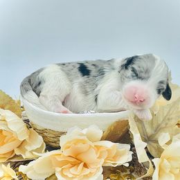 Boy 1 - Merle male Sheepadoodle puppy in Pataskala And Thornville, Ohio from Four Front Doodles - Pataskala