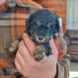 King - Black Phantom Toy - Phantom male Poodle puppy in Falcon, Missouri from Cedar House Heritage Poodles | AKC Toy & Miniature Poodle Puppies Raised in Home