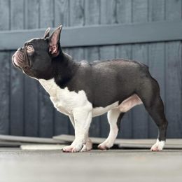 French Bulldog puppies from Frenchie Bulldog Kisses
