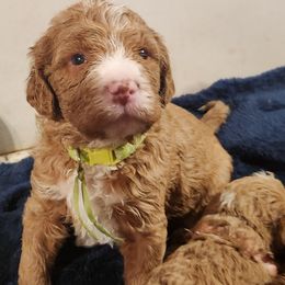 Jesse - Caramel red male Labradoodle puppy in Fostoria, Michigan from North Country Kennel Club