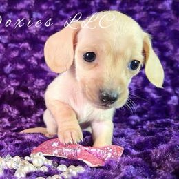 AKC Willow English Cream - Cream female Dachshund puppy in Kansas City, Missouri from Divine Doxies LLC