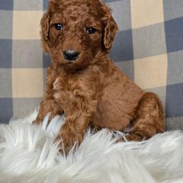 Posey - Red  female Goldendoodle puppy in Galt, Missouri from Only Doodles!