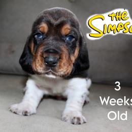Homer - Black brown and white male Basset Hound puppy in Jacksboro, Texas from Basset Hounds of Jacksboro, Tx