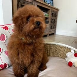 Joey - Red male Cavapoo puppy in Los Angeles, California from Myles Barnum