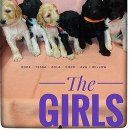 Goldendoodle Puppies from Dallas Golden Doodles