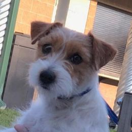 Baylee  - Russell Terrier