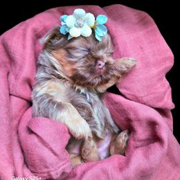 Shey Lilac - Lilac female Shih Tzu puppy in Richmond, Texas from Aleka Shih Tzu