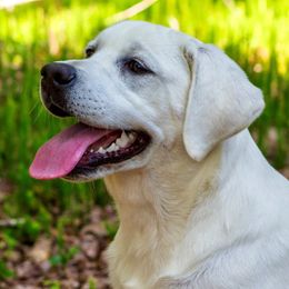 Labrador Retrievers and Poodles from Tamarack Therapy Dogs