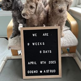 Bedlington Terrier Puppies from Kadence Kennels