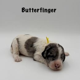 Butterfinger - Merle male Goldendoodle puppy in Milford, Pennsylvania from Doodles Are Golden