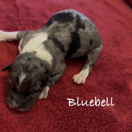 Bluebell - Blue merle female Aussiedoodle puppy in Cartersville, Georgia from Simply Blessed Doodles